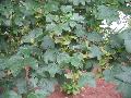 Evelyn Hedge Maple